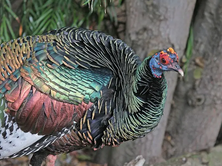 Ocellated Turkey Hub