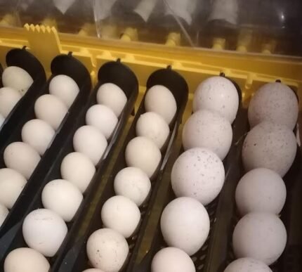 Ocellated Turkey Eggs