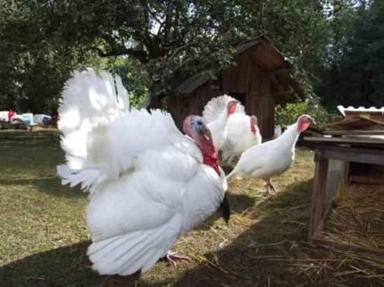 Midget White Turkey