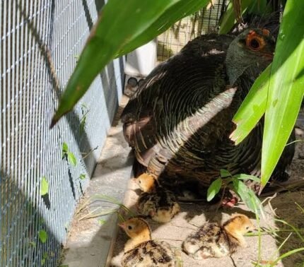 OCELLATED TURKEY CHICKS