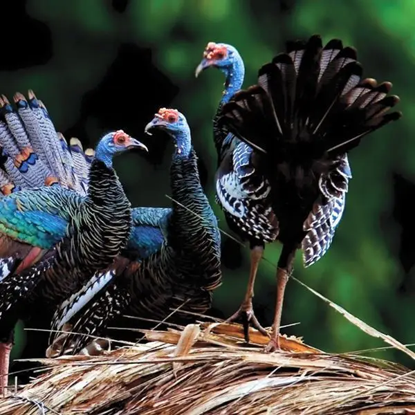 Ocellated Turkey Hub