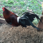 Dark Hatch cock For Sale