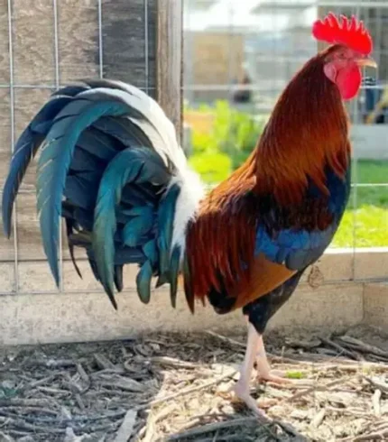 Cardinal Kelso Gamefowl for Sale