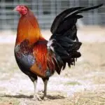 American Gamefowl for Sale