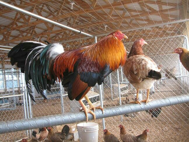 Ocellated Turkey Hub ​