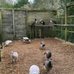 Rare Color Varieties Peafowl