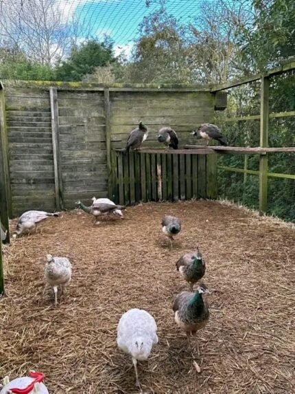 Rare Color Varieties Peafowl