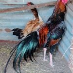 Asil GameFowl
