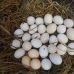 GameFowl Hatching Eggs