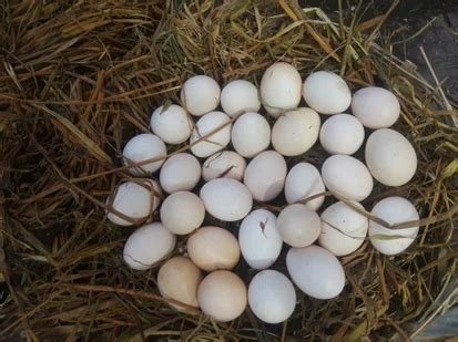 GameFowl Hatching Eggs