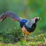 Lady Amherst Pheasants