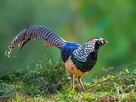 Lady Amherst Pheasants Lady Amherst Pheasants