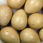 Phesant Hatching Eggs