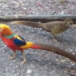 Red Golden Pheasant