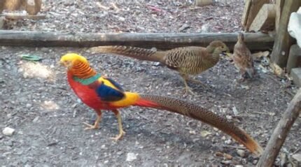 Red Golden Pheasant