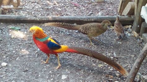Red Golden Pheasant Red Golden Pheasant