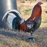 Spangle Hatch GameFowl