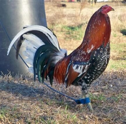 Spangle Hatch GameFowl