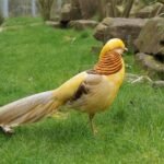 Yellow Golden Pheasant