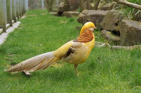 Yellow Golden Pheasant Yellow Golden Pheasant