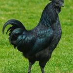 Ayam Cemani For Sale